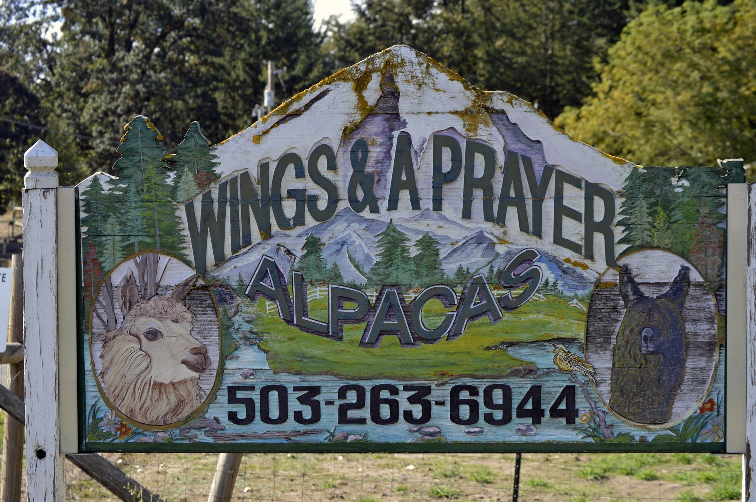 22-amity-oregon-wings-and-a-prayer-alpacas-the-kelly-group-real-estate