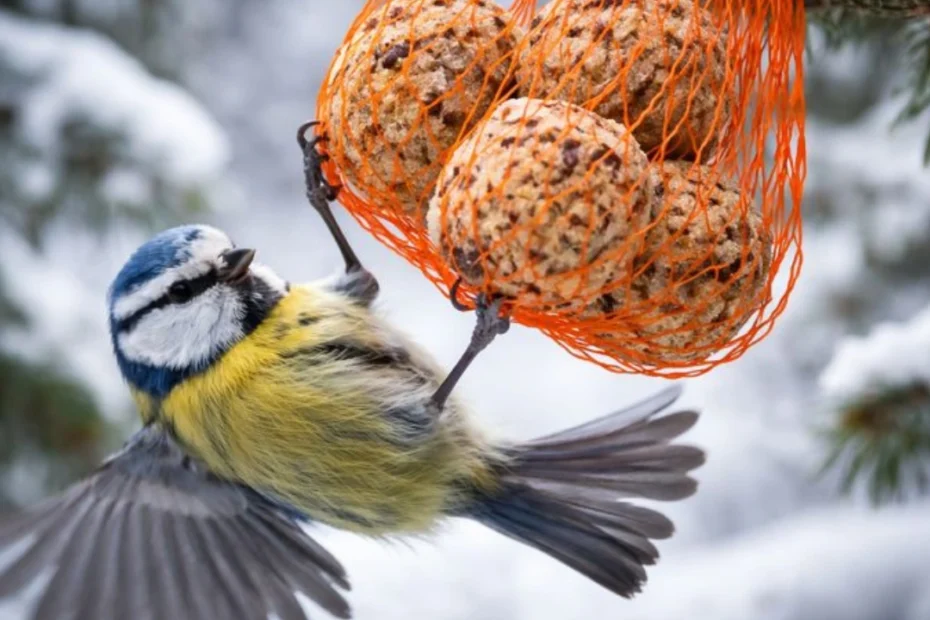 This Winter Bird Feeding Mistake in the U.S. Is Hurting Birds – Fix It Now